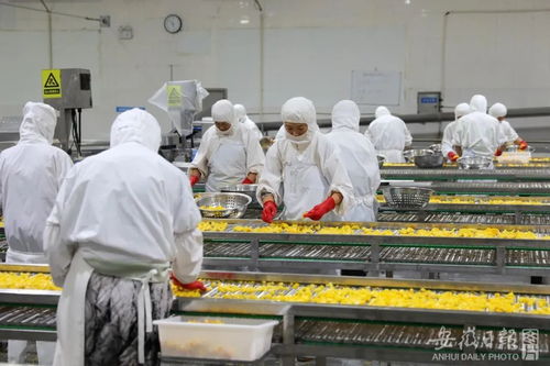 加快建設(shè) 七個(gè)強(qiáng)省 ⑧ 做好 糧頭食尾 畜頭肉尾 農(nóng)頭工尾 增值大文章